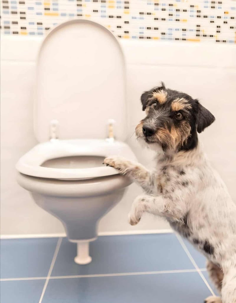 Adorable dog puppy standing near a toilet, illustrating dog training or potty training services by Dogfix.com.