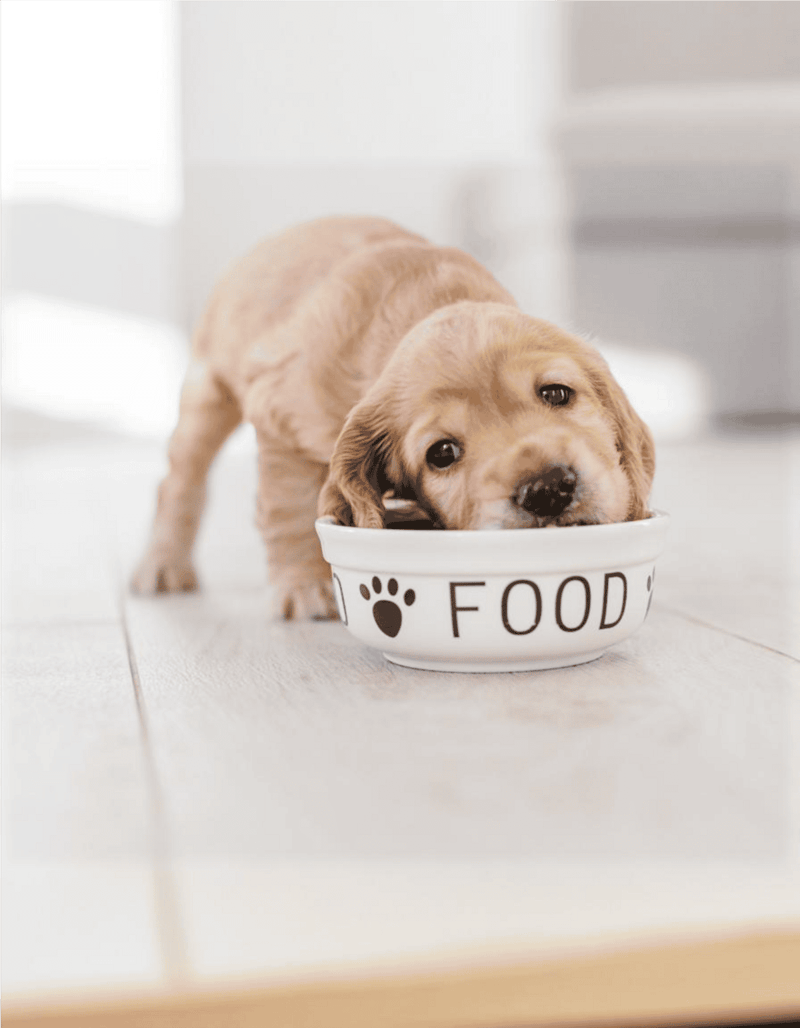 Adorable puppy enjoying meal in food dish.