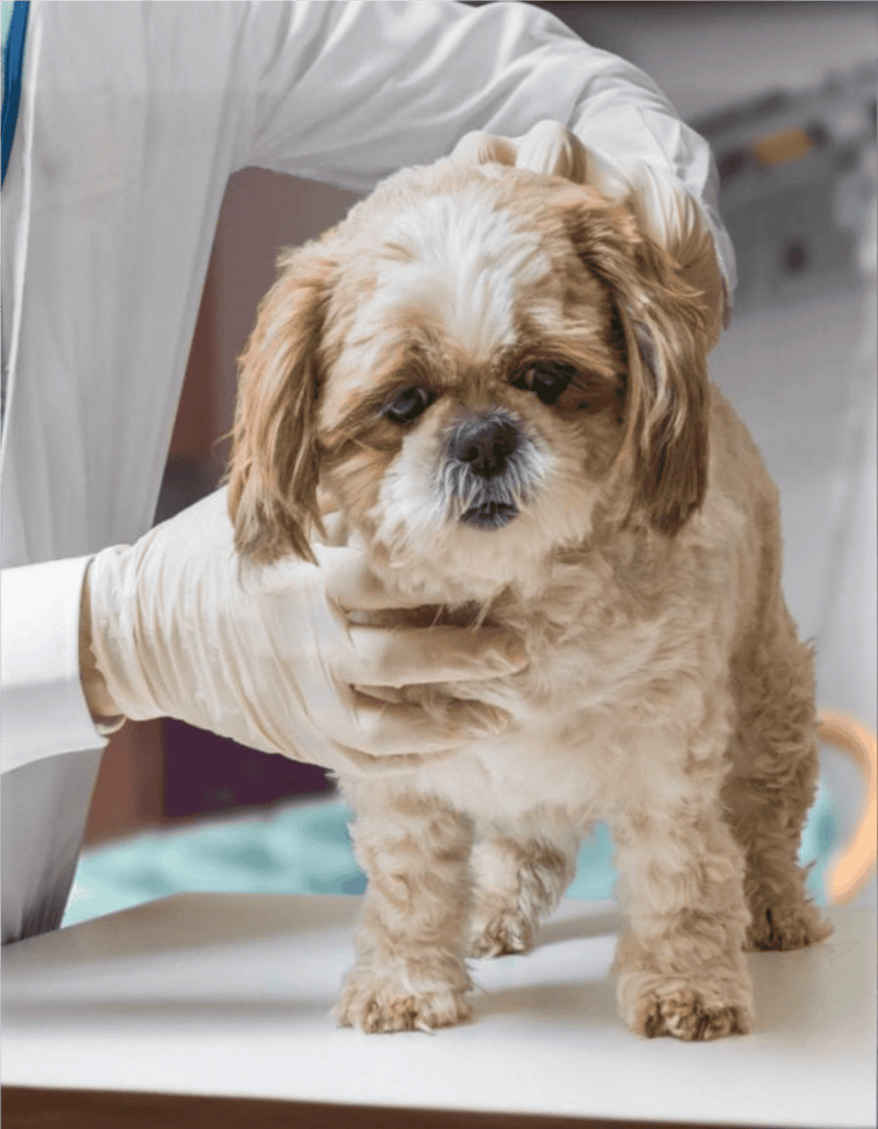 Dog being examined by veterinarian.