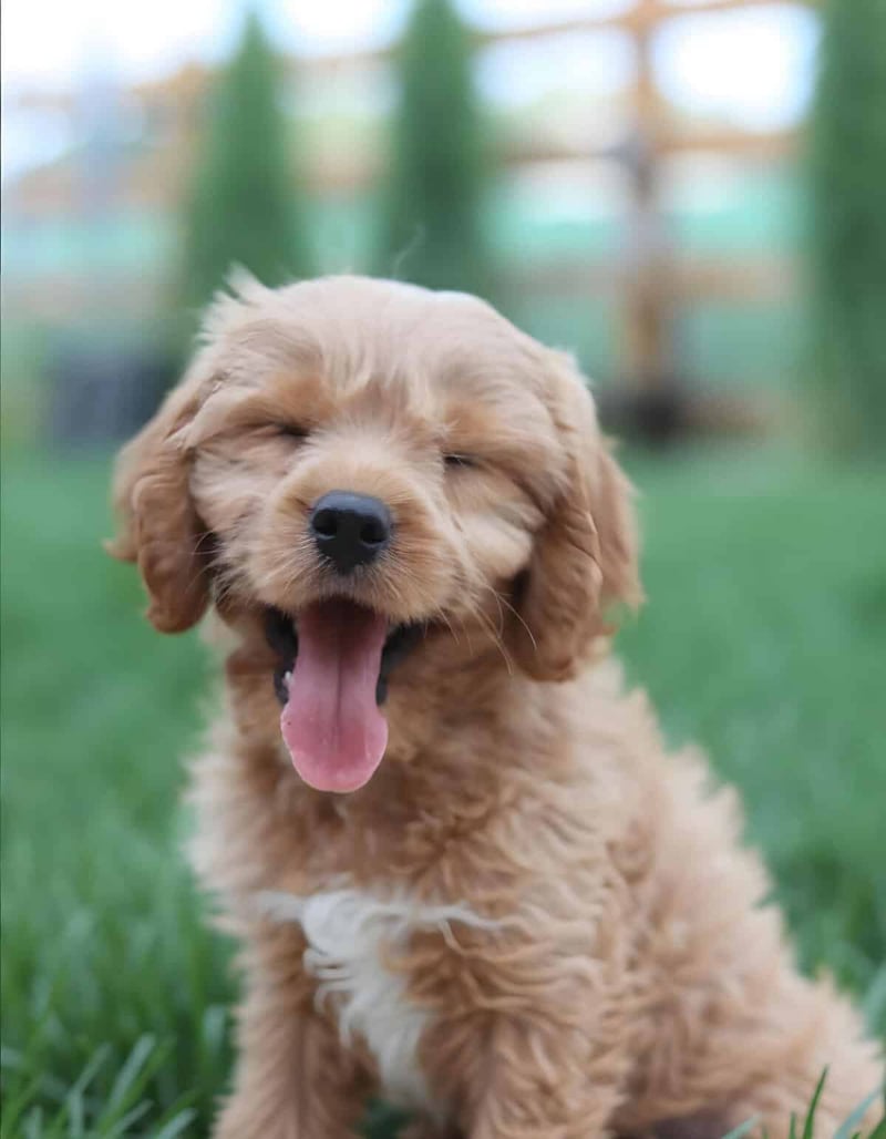 Happy puppy with open mouth, showing playful and energetic nature.