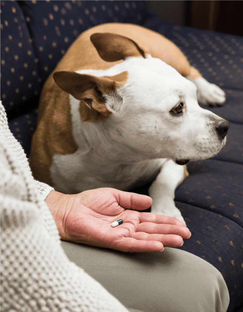 Dog with medication on hand, ready for health treatment.