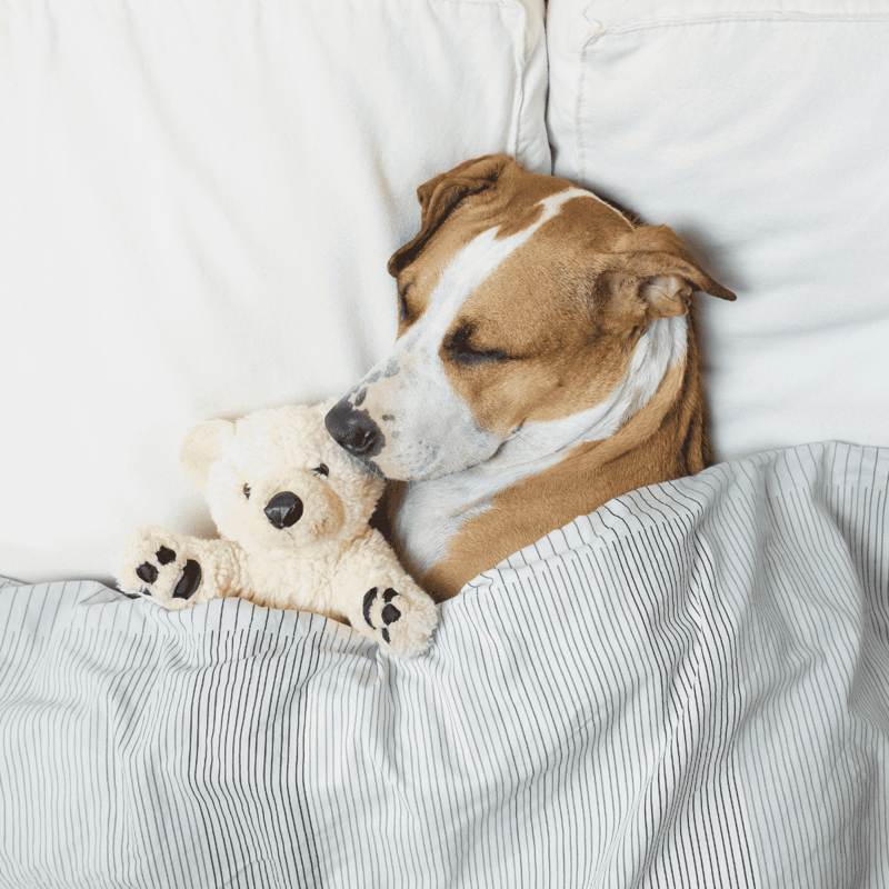 Dog sleeping peacefully with stuffed teddy bear on a cozy bed.