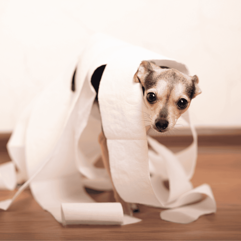Adorable puppy peeks out from torn toilet paper roll.