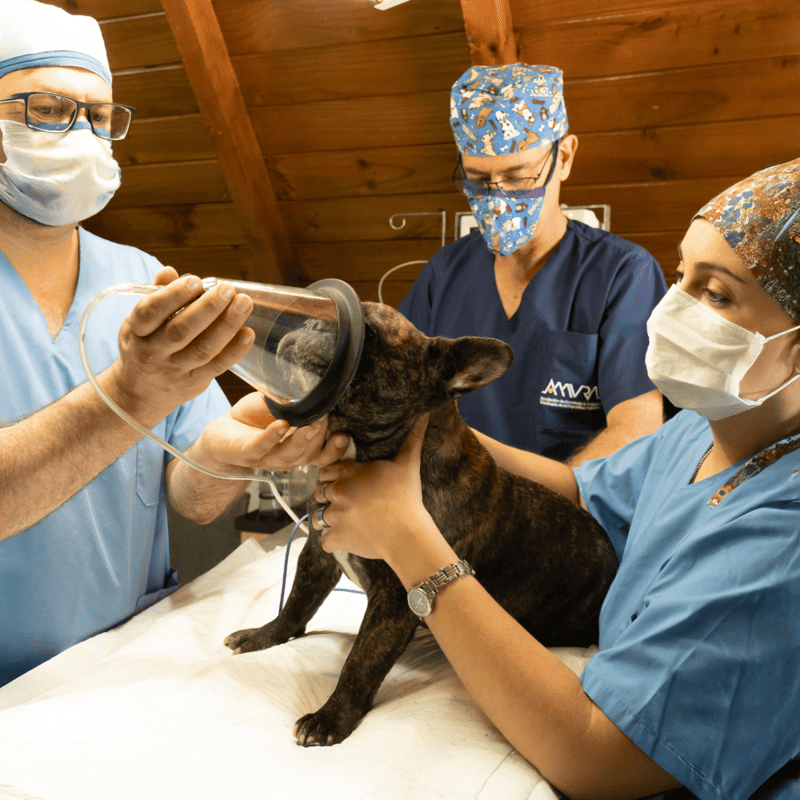Veterinary care for dogs with breathing mask and oxygen tube.