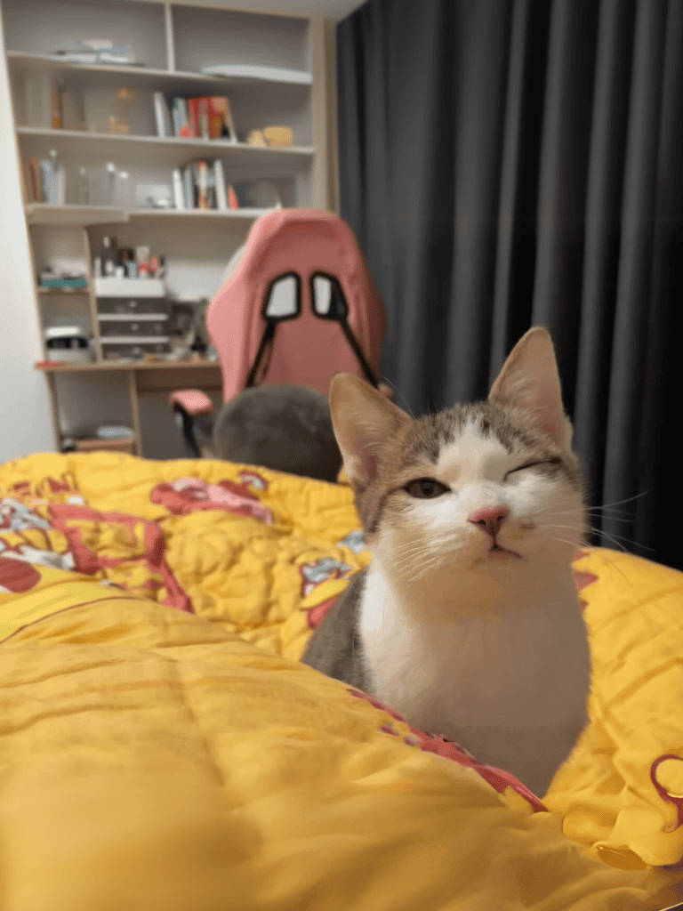 Cat lying comfortably on a vibrant yellow bedspread with a playful pattern.