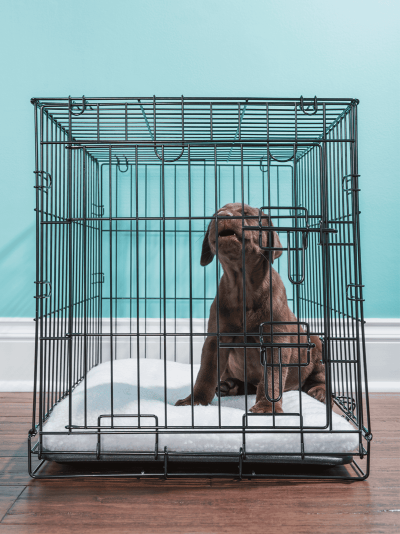 Dog puppy in a metal cage for training or safety.