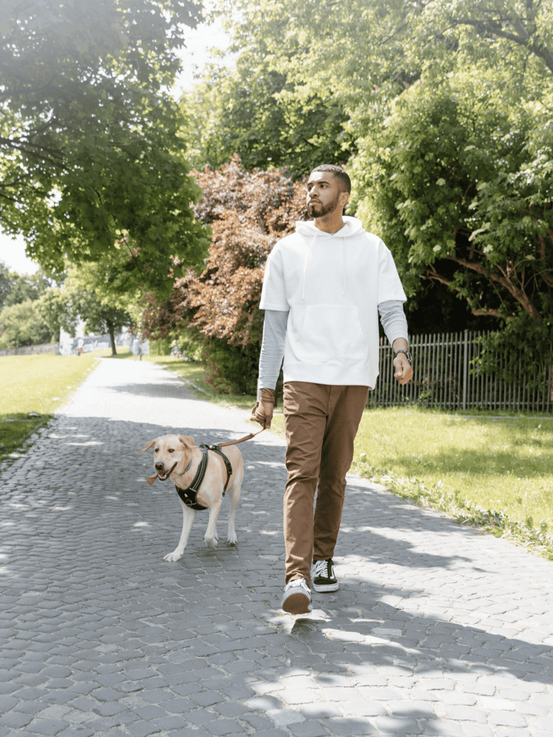 Dog walking, pet care, outdoor dog walk, Labrador Retriever, sunny day, pet services.