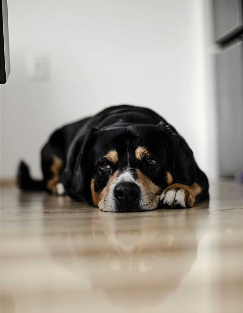 Adorable black and tan dog peacefully laying down indoors.