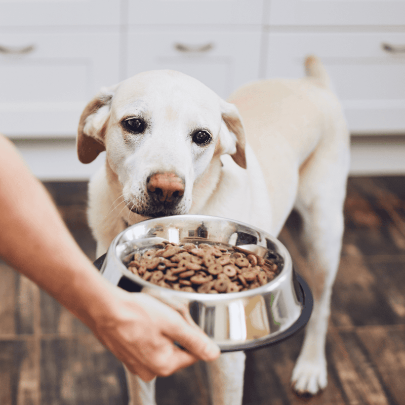 Alt text: Adorable dog with a bowl of dry dog food, ready to eat indoors.