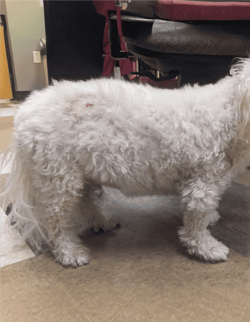 Dog with curly white coat, in grooming or vet setting, inside a pet care facility.