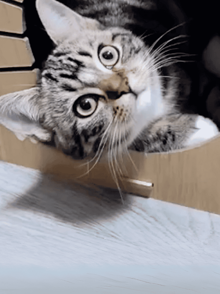 Cute tabby kitten lying in a cardboard box, playful and curious about its surroundings.