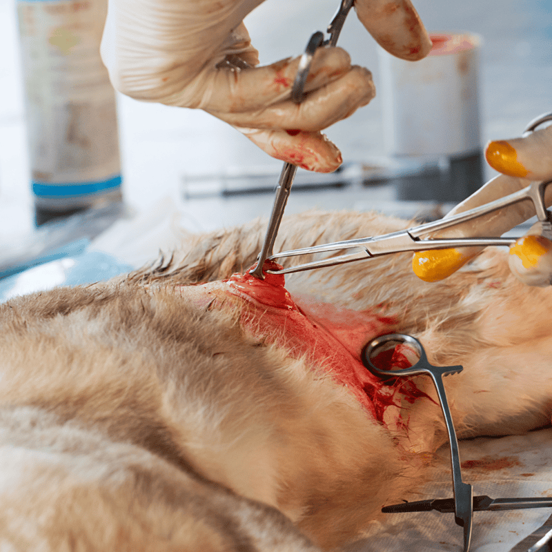 ALT text: Close-up of a veterinarian performing surgery on a dog, using surgical tools and gloves.