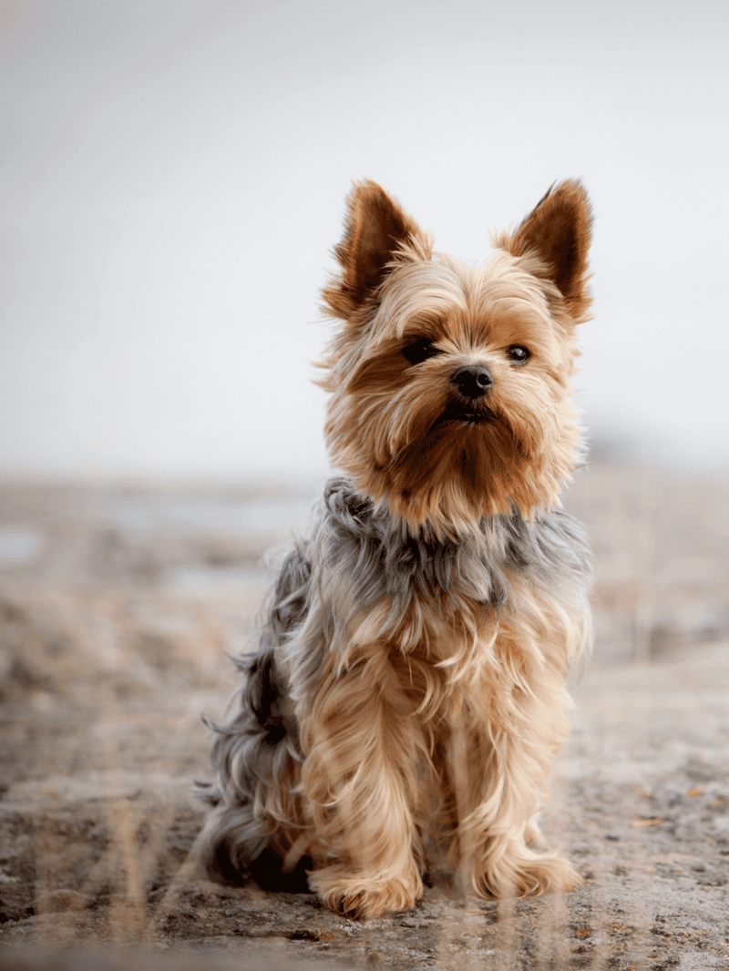 Adorable Yorkshire Terrier dog sitting outdoors on the beach, showcasing cute and fluffy features in a natural setting.