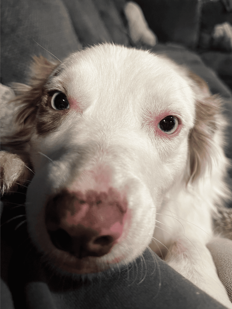 Adorable dog relaxing on couch, perfect for pet health and care content.