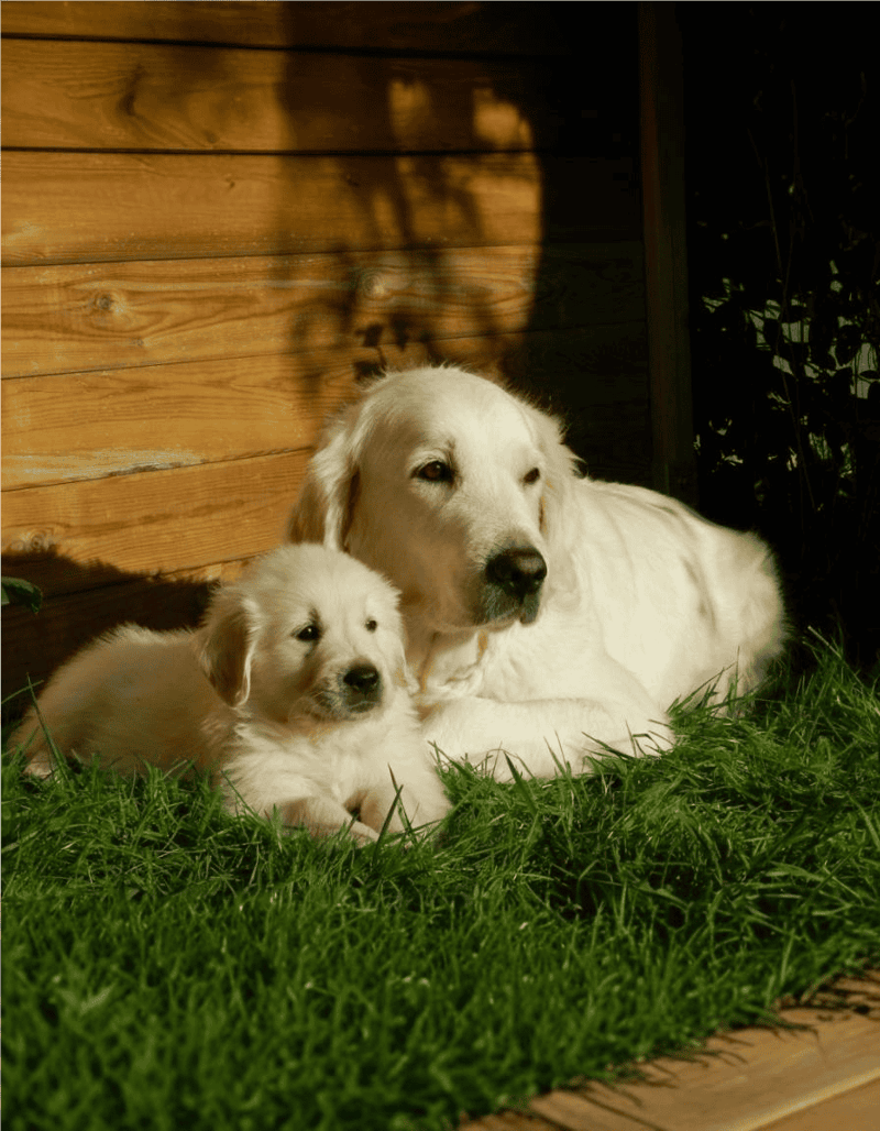 Adorable adult and puppy Golden Retrievers resting on lush grass near a wooden fence. Perfect for dog lovers and pet care enthusiasts.
