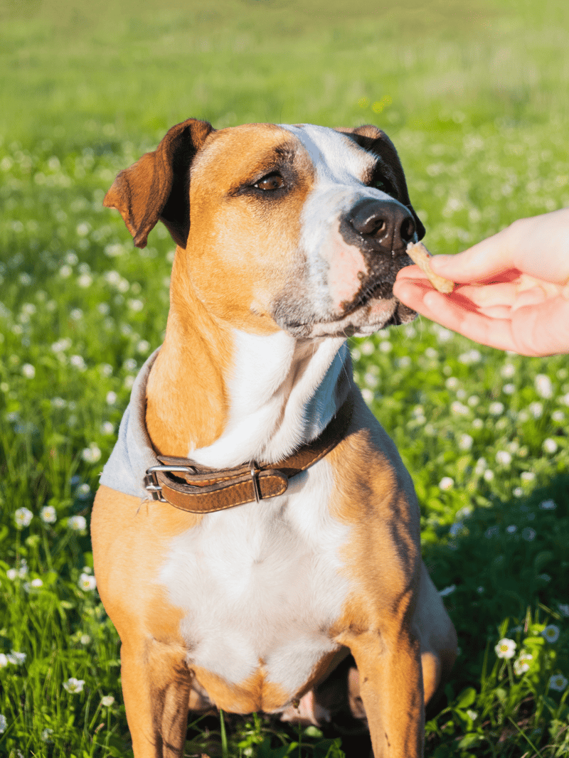 Dog getting treat outdoors, happy dog, canine nutrition, outdoor activity.