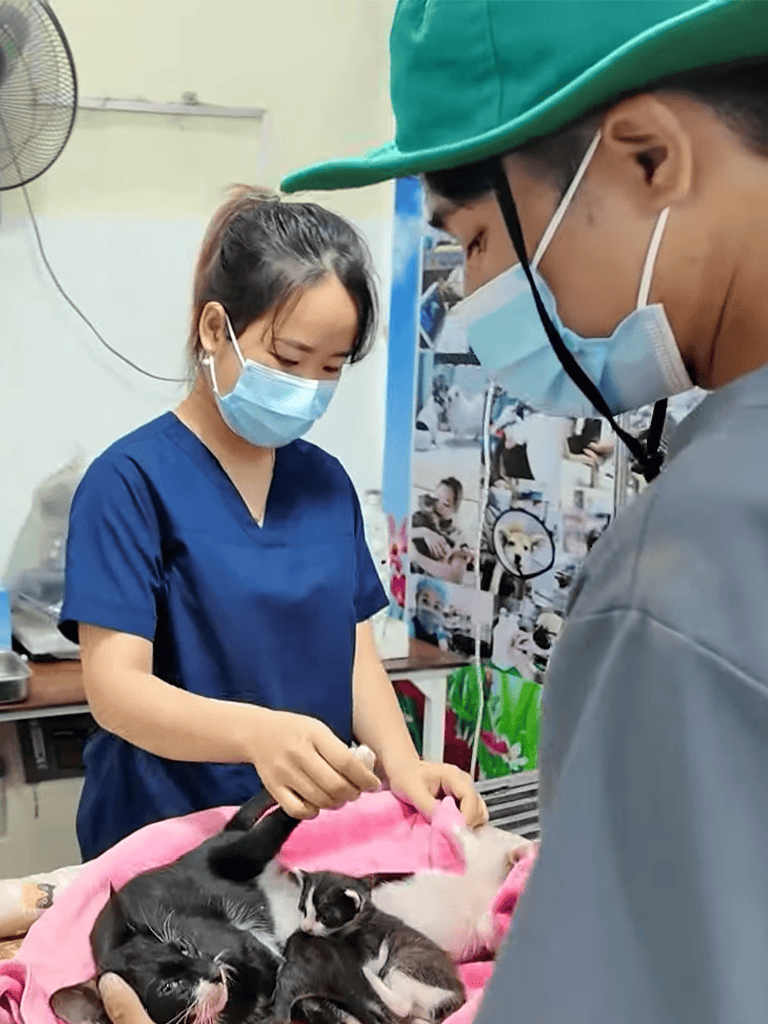 Vet examining baby kittens with a nurse, in a veterinary clinic.