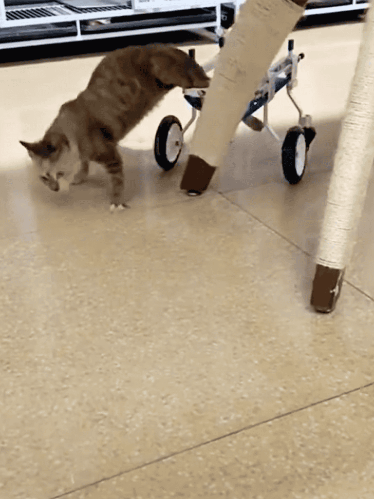 Adorable cat investigating mobility aid in a pet store or vet environment.