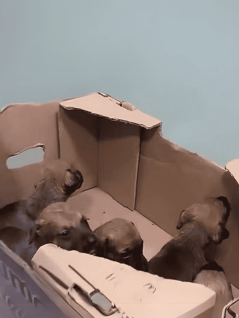 Adoptable puppies in cardboard box, new homes, cute dogs.