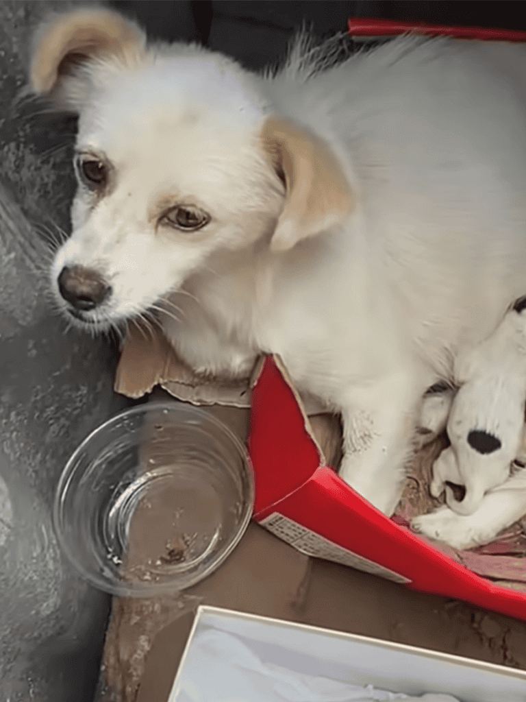 Adorable white puppy lying in a red bed with a water bowl nearby, looking relaxed and calm.
