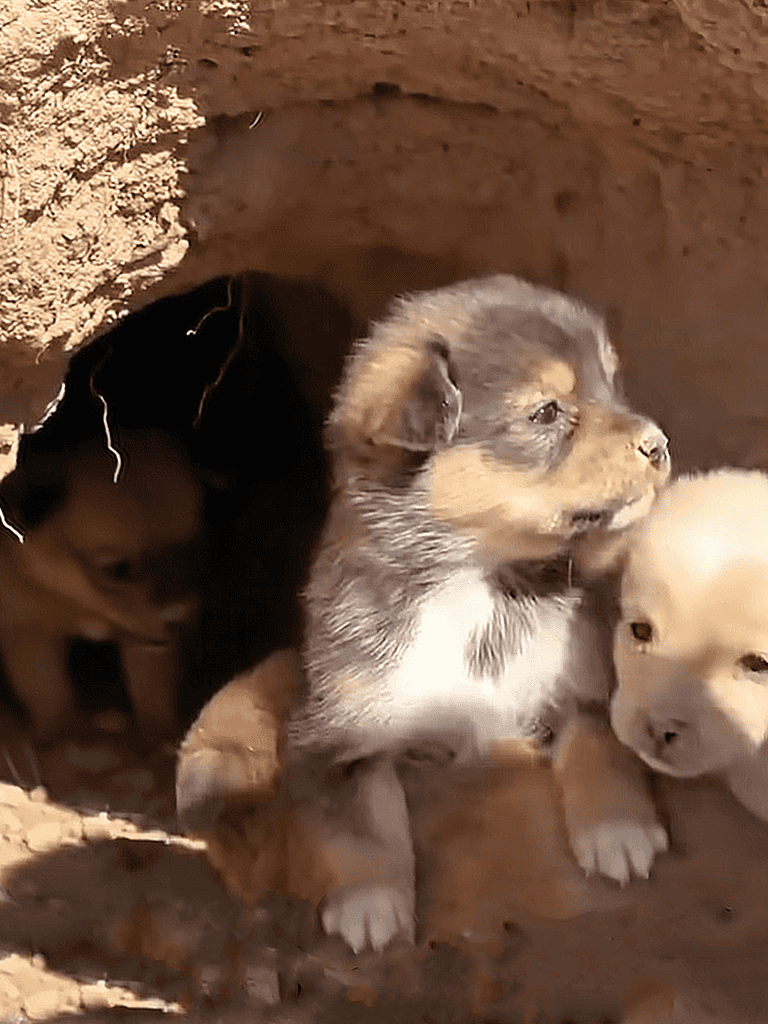 Dog rescue puppies exploring their new environment.
