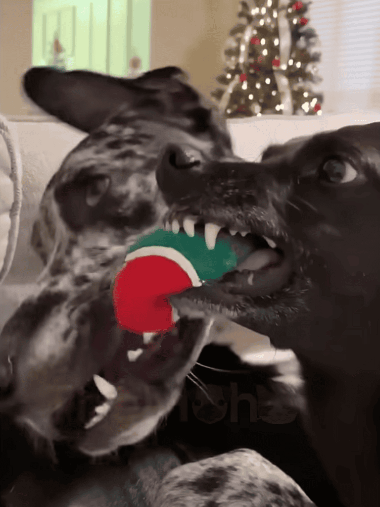 Adorable dogs tugging on a Christmas toy.