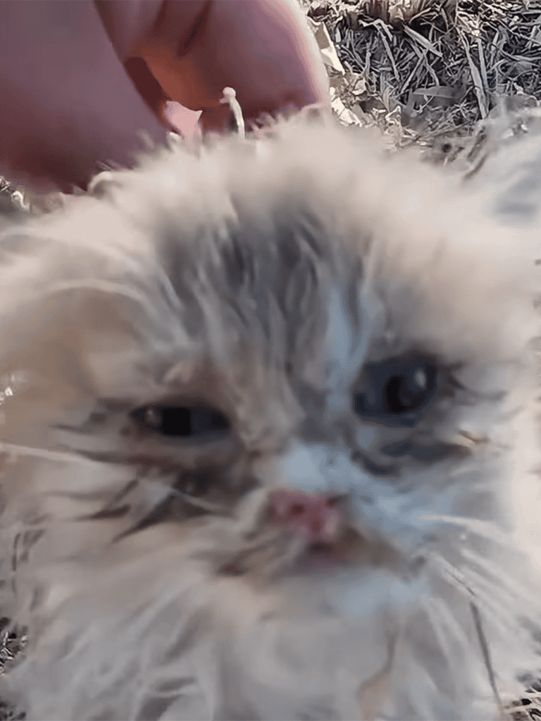 Adorable wet kitten, soft fur, in outdoor setting, emphasizing pet care.