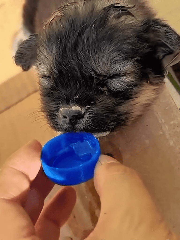 Adorable puppy drinking water from a blue bowl, healthy and happy dog care.