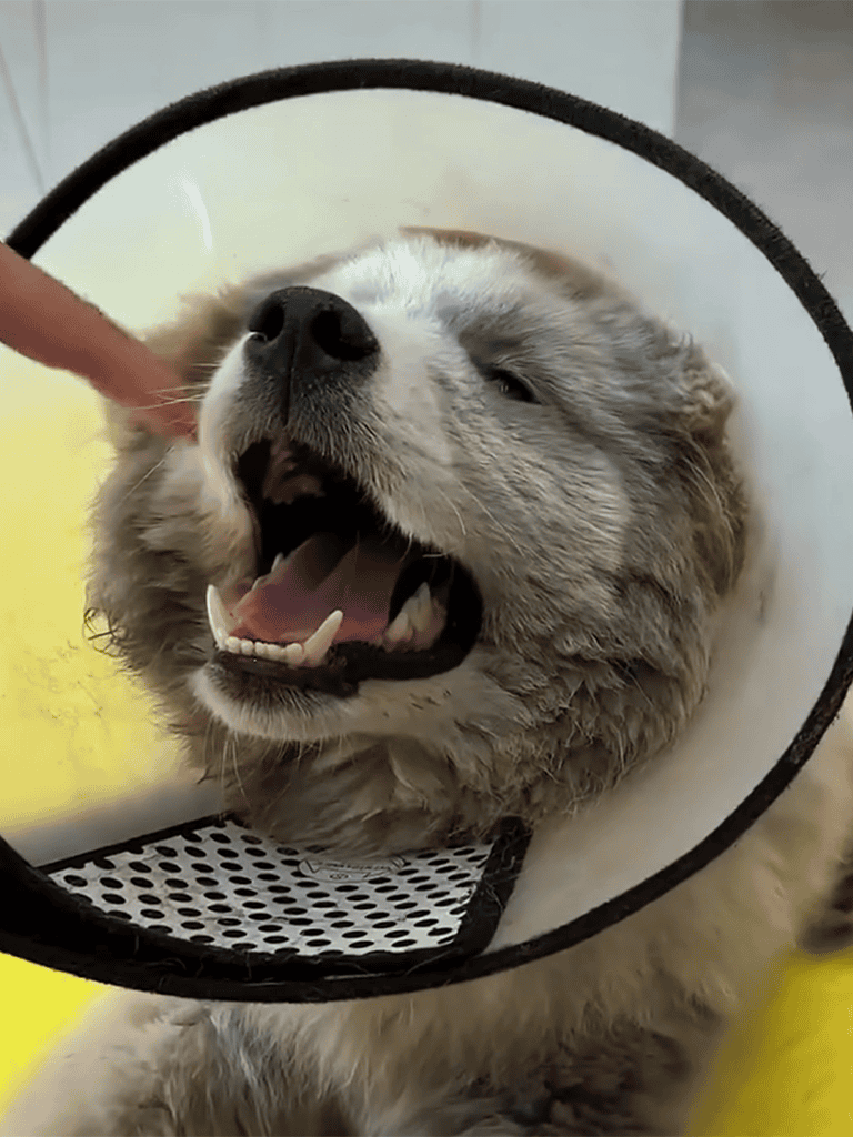 Happy dog with an e-collar after grooming or vet visit.