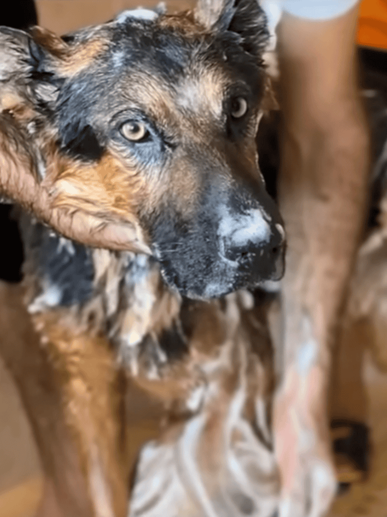 Adorable Australian Shepherd with blue eyes and wet fur during grooming session.