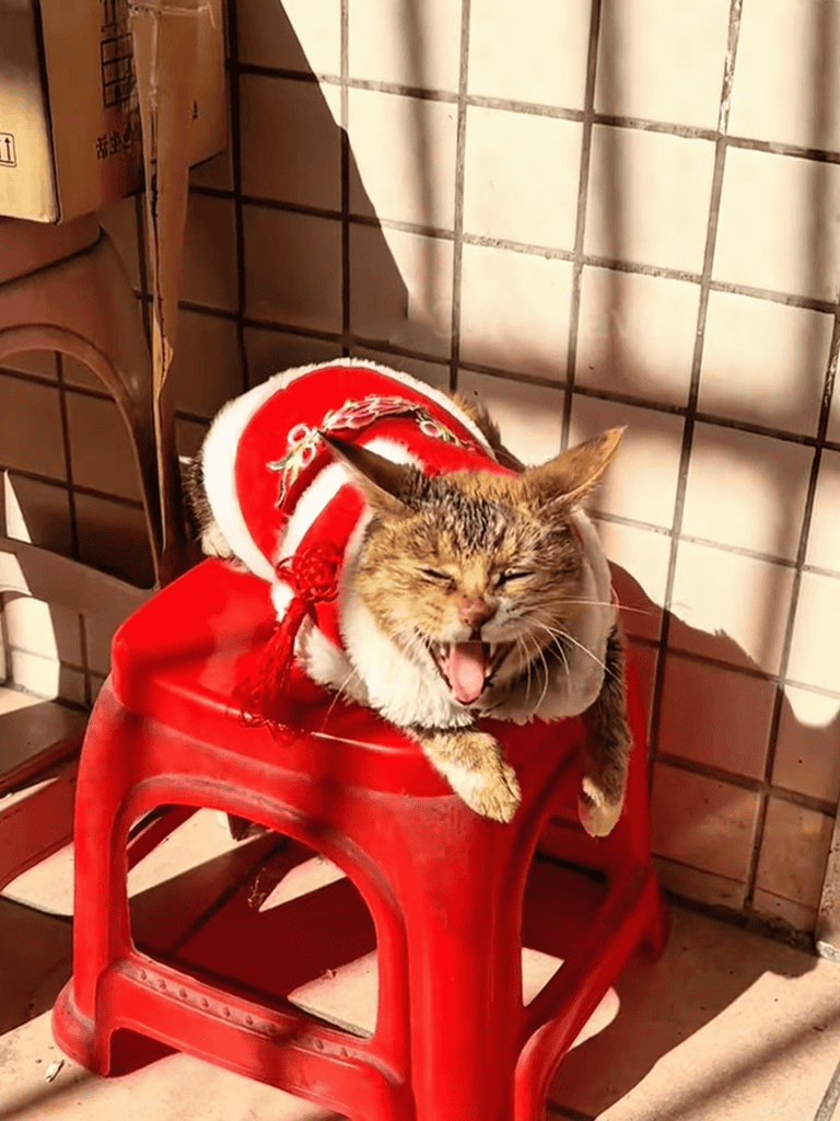 Cute cat wearing Christmas costume on red plastic chair.