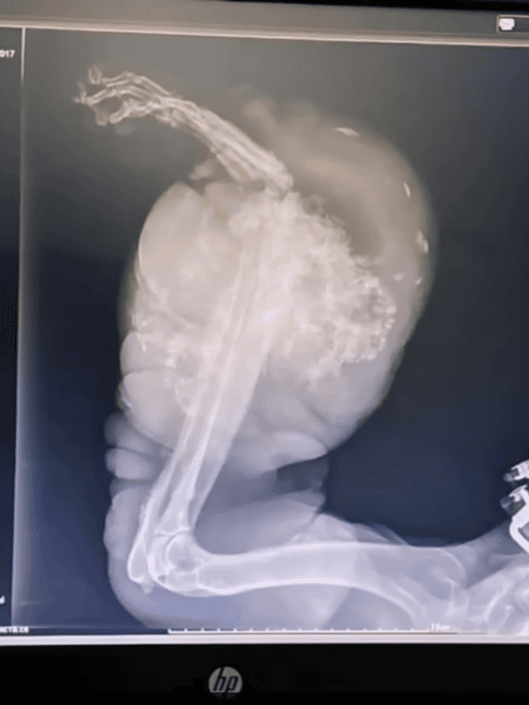 Dog X-ray showing skeletal structure and internal organs.