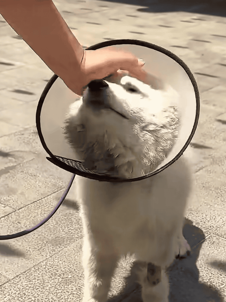 Dog playing with pet cone on sunny patio outdoor.