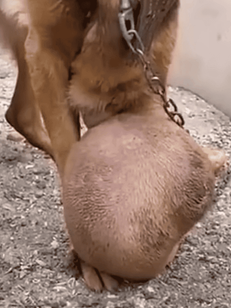 Dog licking a dog's butt, playful and cute dog behavior, outdoors.