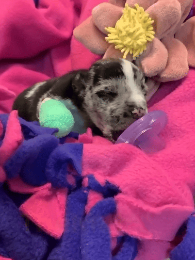 Cute merle-patterned puppy resting on vibrant blankets surrounded by plush toys for comfort.