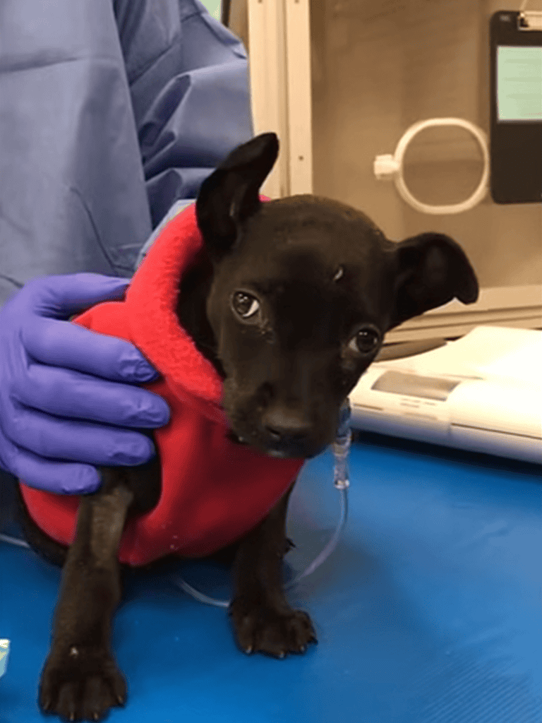 Adorable puppy receiving veterinary care, wearing a red hoodie, at Dogfix.com for pet health services.