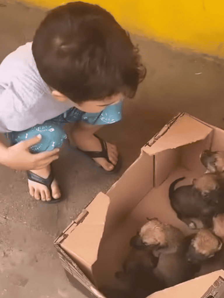 Adorable boy watching puppies in a cardboard box, outdoor setting.