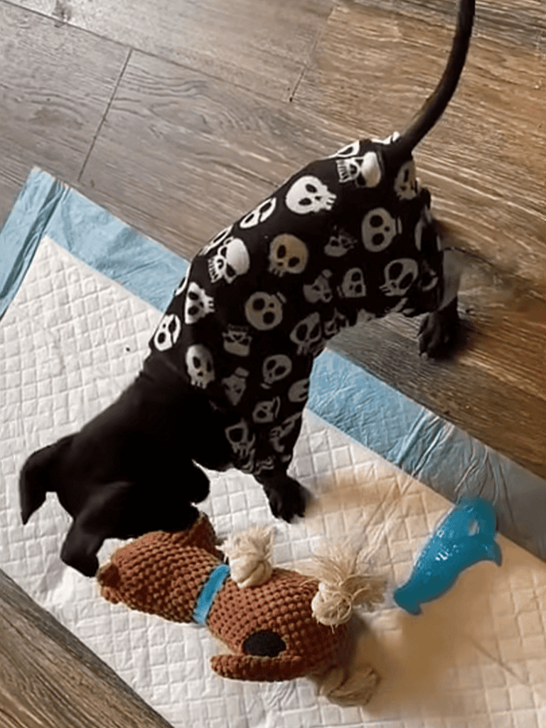 Dog in spooky skulls dog costume for Halloween fun.