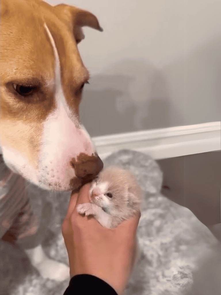 Adorable puppy being gently held by hand, with a larger dog sniffing affectionately nearby, highlighting pet friendship and care.