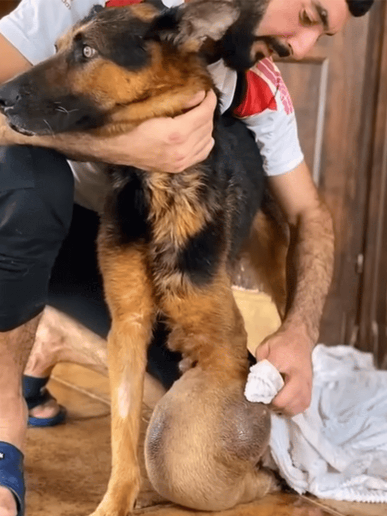 Dog rescue and adoption services for German Shepherds.