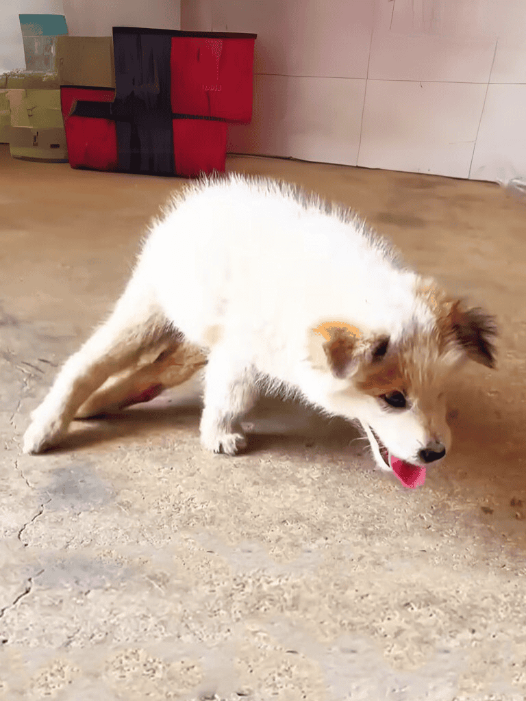 Adorable puppy with fluffy white and brown fur, playful and curious, on a indoor floor.