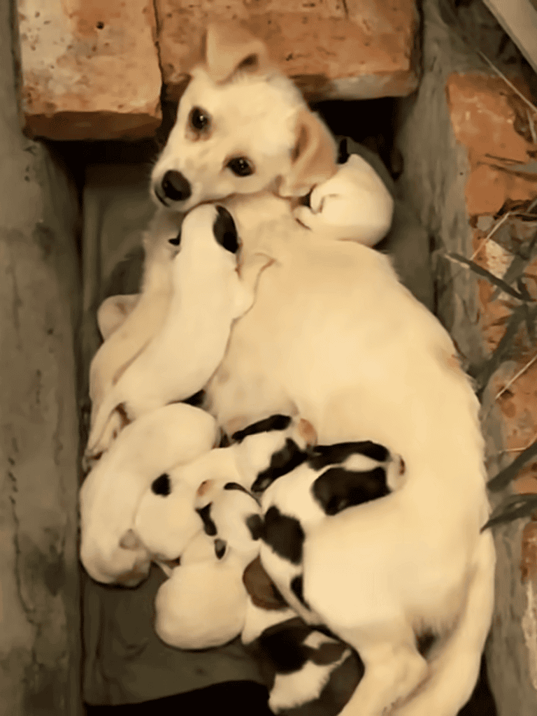 Cute mother dog nursing playful puppies in a loving home environment.