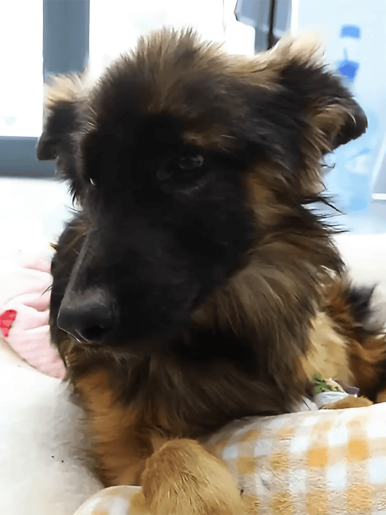 Cute German Shepherd puppy resting with soft fur and expressive eyes.