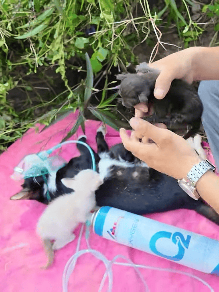 Cute puppies with oxygen support during outdoor vet care.