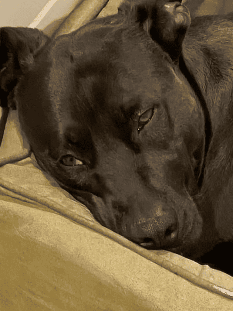 Dog lying down and sleeping comfortably on a beige couch.