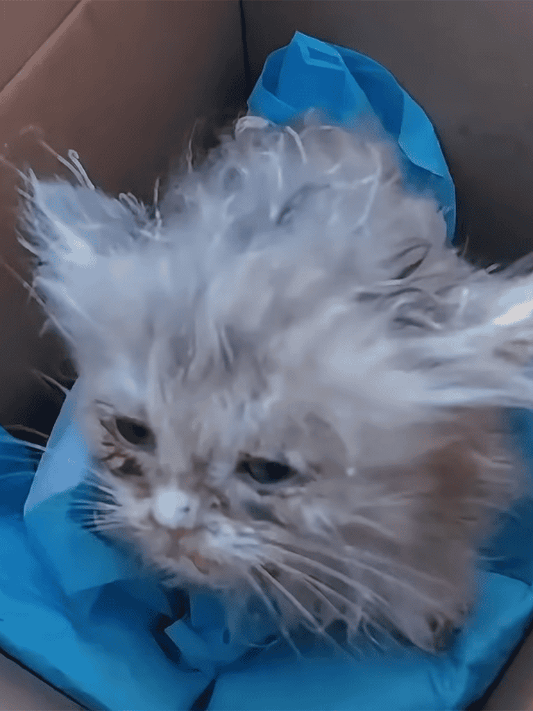 Adorable kitten in a packing box with blue blanket, perfect for pet lovers and cat enthusiasts.