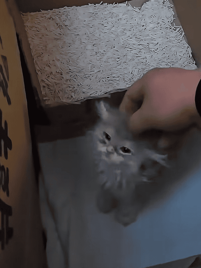 Adorable fluffy kitten inside a cardboard box with shredded paper bedding, looking up at the camera.
