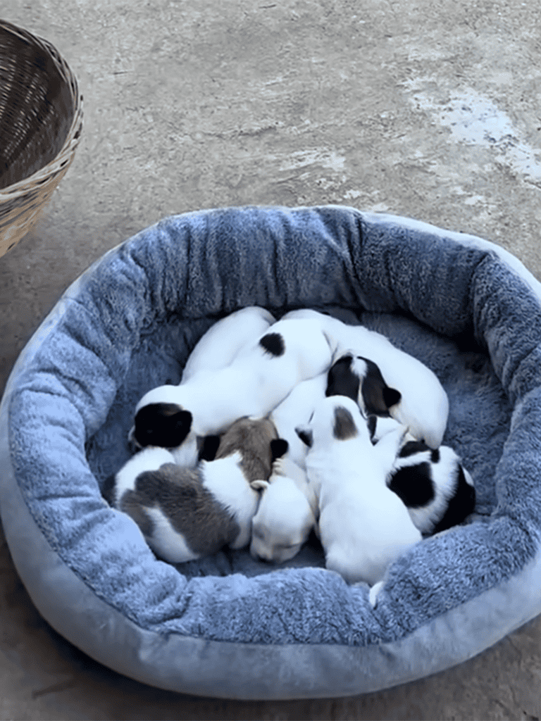 Adorable puppies cuddling in a cozy dog bed with soft plush lining, perfect for nap time and comfort.