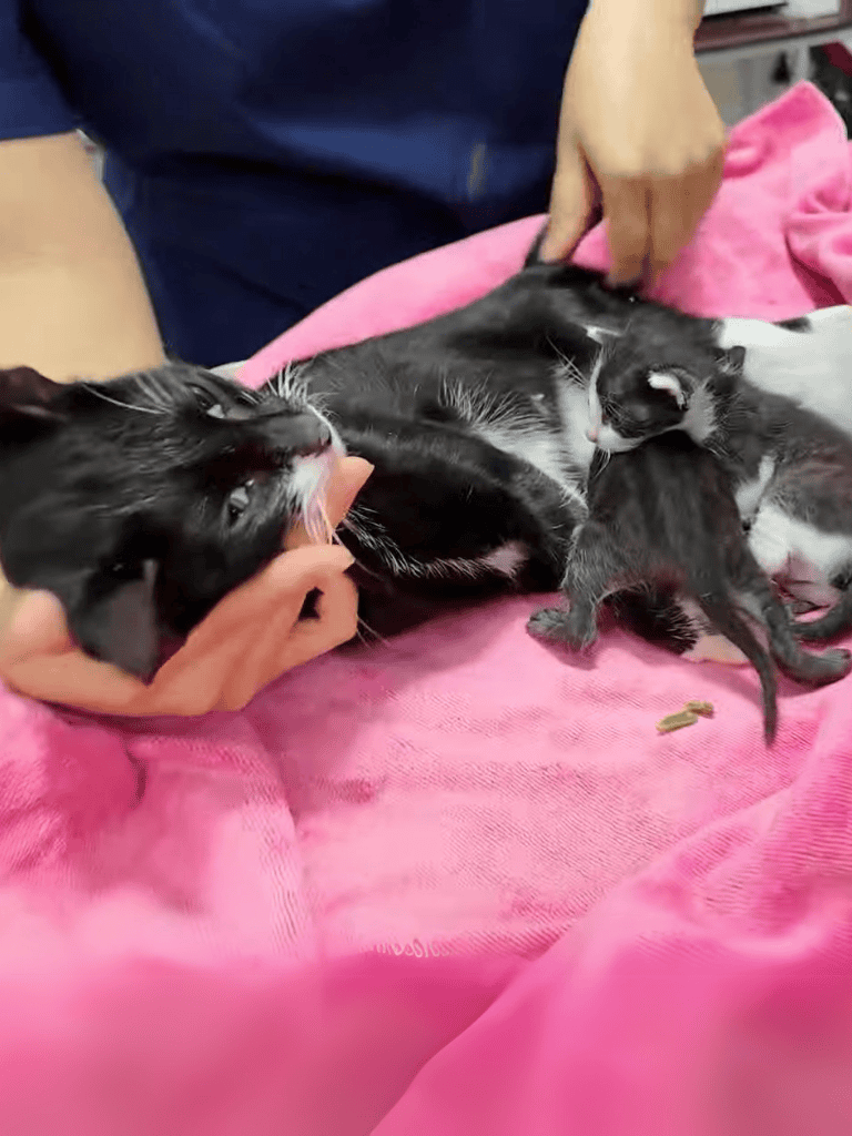 Adorable black and white cat with kittens lying on pink blanket, being cared for gently.
