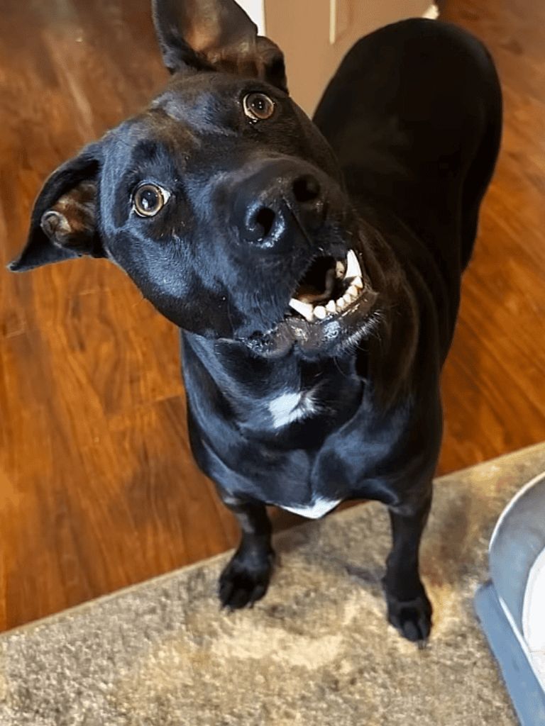 Adorable black dog with big expressive eyes, happy expression, and friendly demeanor.